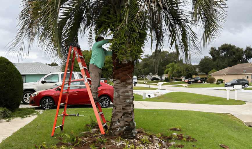 TREE SERVICES